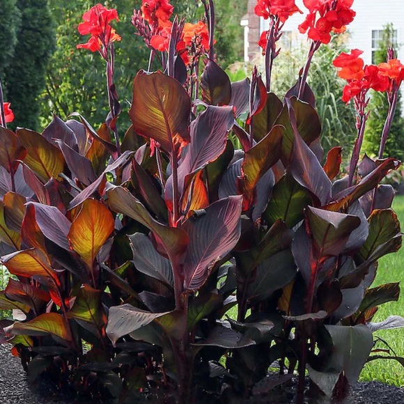 Canna Bulbs Red Other - Canna Lilly Bulbs. Red Jumbo Plants.Tall Plant Green Leaf Lily Rhizomes